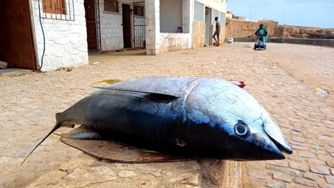 PESCA A LA COSTA AFRICA OCCIDENTAL